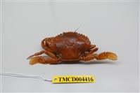 藏品(近親皺蟹)的圖片